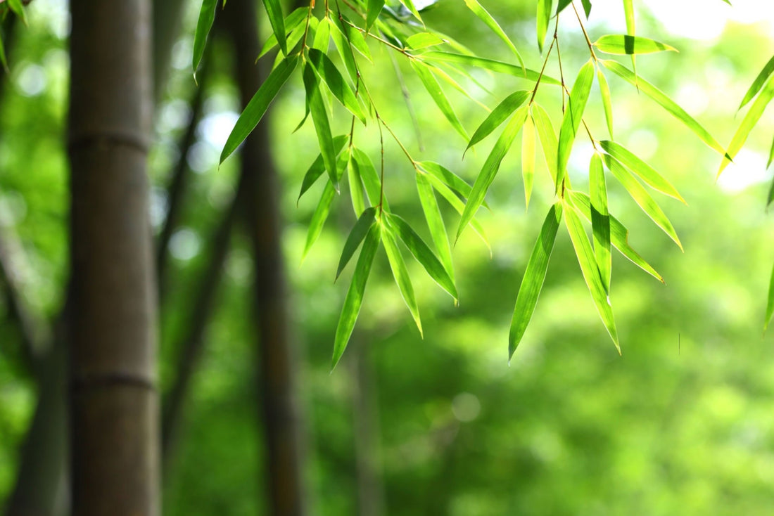 The Benefits of Bamboo: Earth-Friendly and Luxurious