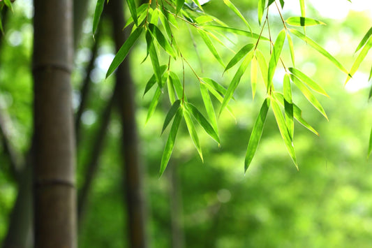 The Benefits of Bamboo: Earth-Friendly and Luxurious