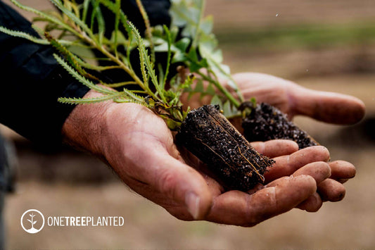 One Tree Planted: Growing a Greener Tomorrow, One Tree at a Time